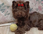 Собаки в Москве: Очаровательный парень шоколадного йорка в поиске лучших родителей Мальчик, 90 000 руб. - фото 6