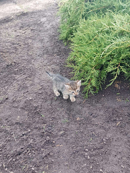 Объявление: Котик в добрые руки,бесплатно, 1 руб., Москва