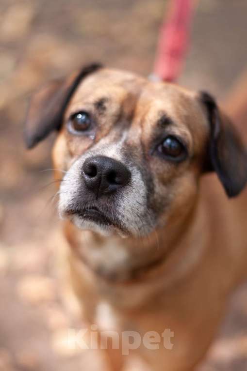 Собаки в Ногинске: Диночка - метис француза в поисках семьи Девочка, Бесплатно - фото 8