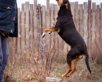 Собаки в Москве: Собака из приюта ищет дом Мальчик, Бесплатно - фото 10