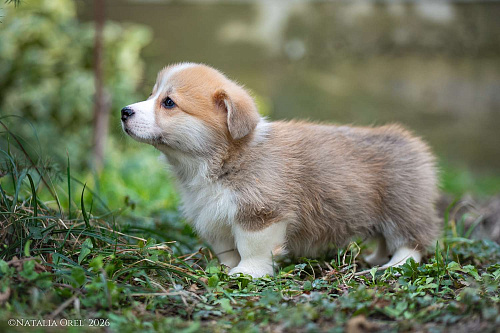 Породный щенок вельш корги пемброк мальчик