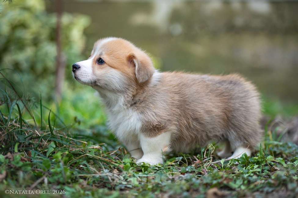 Собаки в Краснодаре: Породный щенок вельш корги пемброк мальчик Мальчик, Бесплатно - фото 1