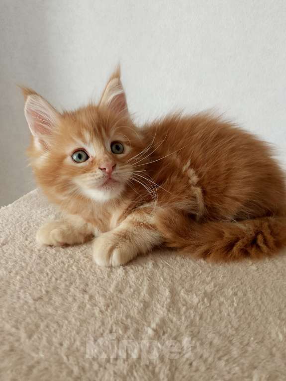 Кошки в Энгельс: Предлагаем очаровательных котят Мейн-кун, выращенных в любви и заботе. Малыши очень ласковые. Мальчик, Бесплатно - фото 6