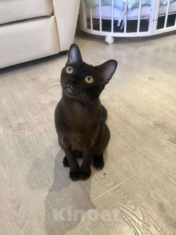 Кошки в Курске: Котята Европейской бурмы Мальчик, 55 000 руб. - фото 5