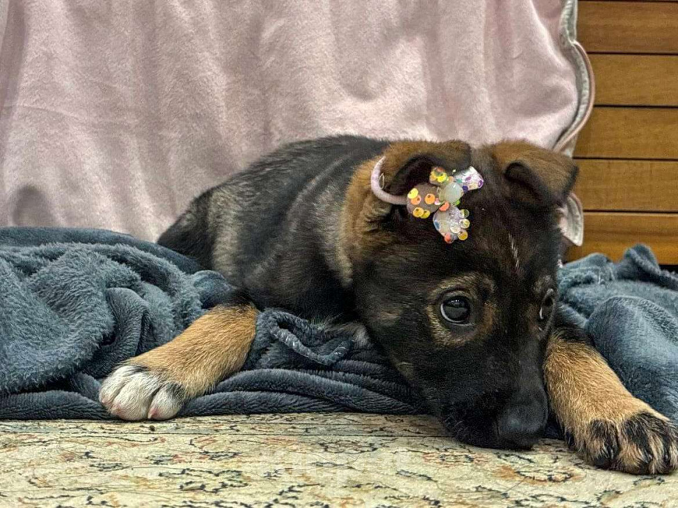 Собаки в Москве: Очаровательная малышка в поиске дома. Девочка, Бесплатно - фото 4