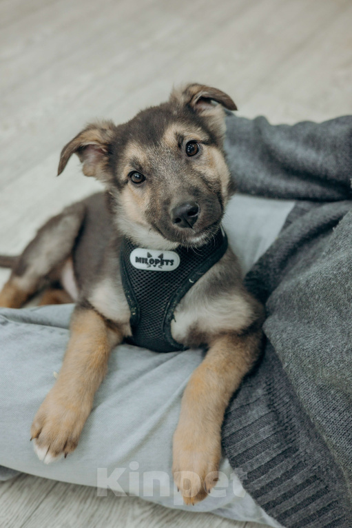 Собаки в Москве: Щенок Абай ищет дом  Мальчик, Бесплатно - фото 5