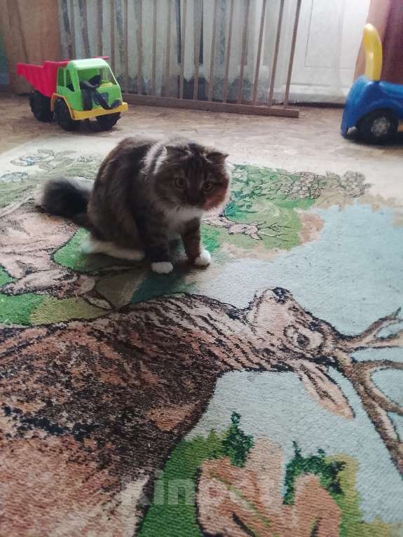 Кошки в Пустошке: Продам шотландскую кошку Окрас в несколько цветов в  Девочка, 5 000 руб. - фото 2