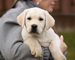 Собаки в Санкт-Петербурге: Породные Щенки  Лабрадора  Мальчик, Бесплатно - фото 1
