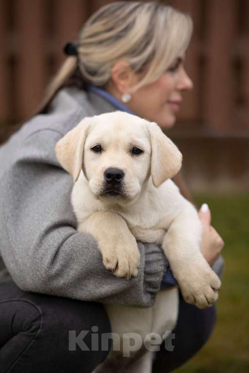 Собаки в Санкт-Петербурге: Породные Щенки  Лабрадора  Мальчик, Бесплатно - фото 1