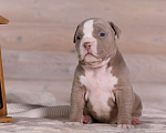 Собаки в Королеве: Американский булли Девочка, 180 000 руб. - фото 6