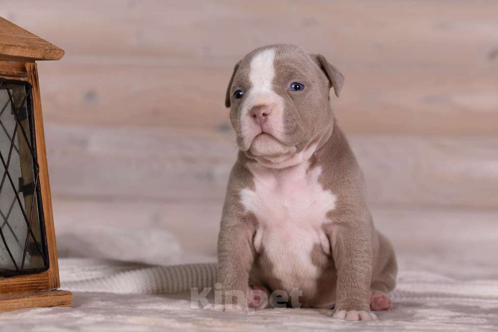 Собаки в Королеве: Американский булли Девочка, 180 000 руб. - фото 6