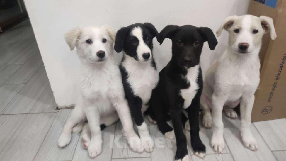 Собаки в Лебедяни: Бордер колли (Багира) Девочка, 7 000 руб. - фото 2