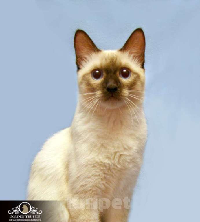 Кошки в Москве: Котята меконгского бобтейла Мальчик, Бесплатно - фото 2