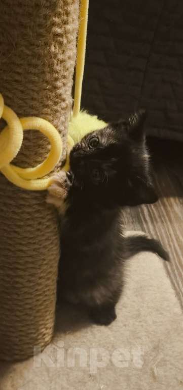 Кошки в Новосибирске: Котенок в добрые руки Девочка, Бесплатно - фото 6