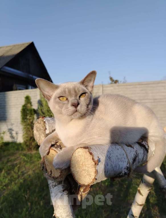 Кошки в Екатеринбурге: Европейские бурманские котята  Мальчик, Бесплатно - фото 2