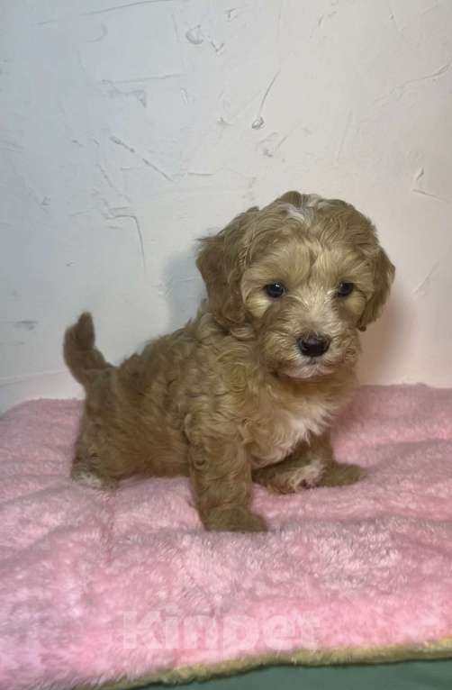 Собаки в Новосибирске: Мальтипу F1 девочка Девочка, 150 000 руб. - фото 1