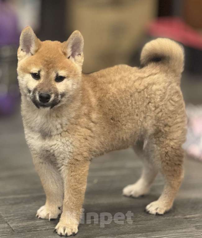 Собаки в Балашихе: Мальчик сиба  Мальчик, 35 000 руб. - фото 4