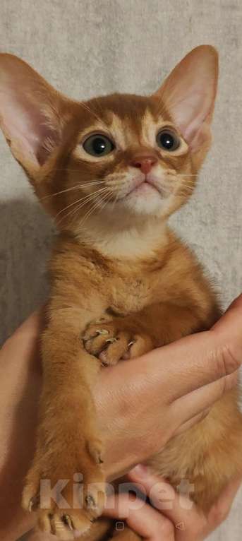 Кошки в Краснодаре: Абиссинские котята Мальчик, 80 000 руб. - фото 6