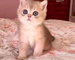 Кошки в Тольятти: Золотая шиншилла Мальчик, Бесплатно - фото 1
