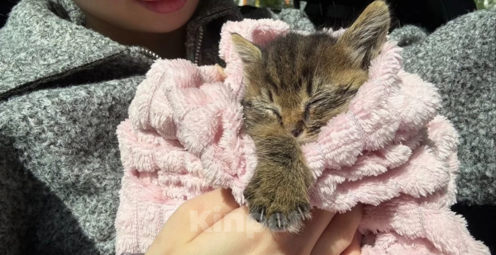 Кошки в Казани: Отдам котёнка в добрые руки Мальчик, Бесплатно - фото 5