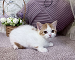 Кошки в Москве: Шотландский короткошерстный котенок Девочка, 65 000 руб. - фото 2