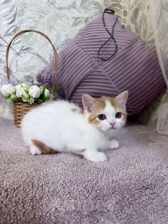 Кошки в Москве: Шотландский короткошерстный котенок Девочка, 65 000 руб. - фото 2