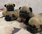 Собаки в Москве: Продаются щенки Французского Бульдога Разнополые, 38 000 руб. - фото 2