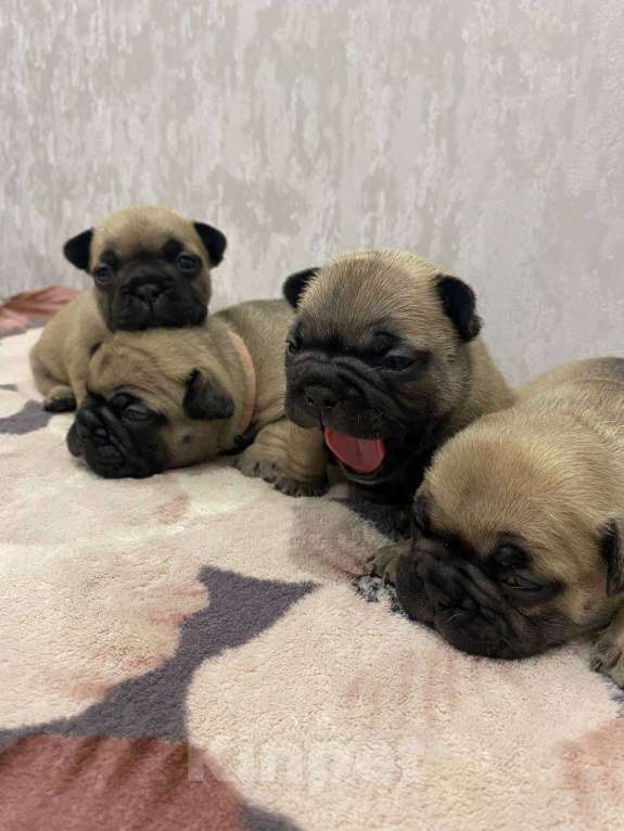 Собаки в Москве: Продаются щенки Французского Бульдога Разнополые, 38 000 руб. - фото 2