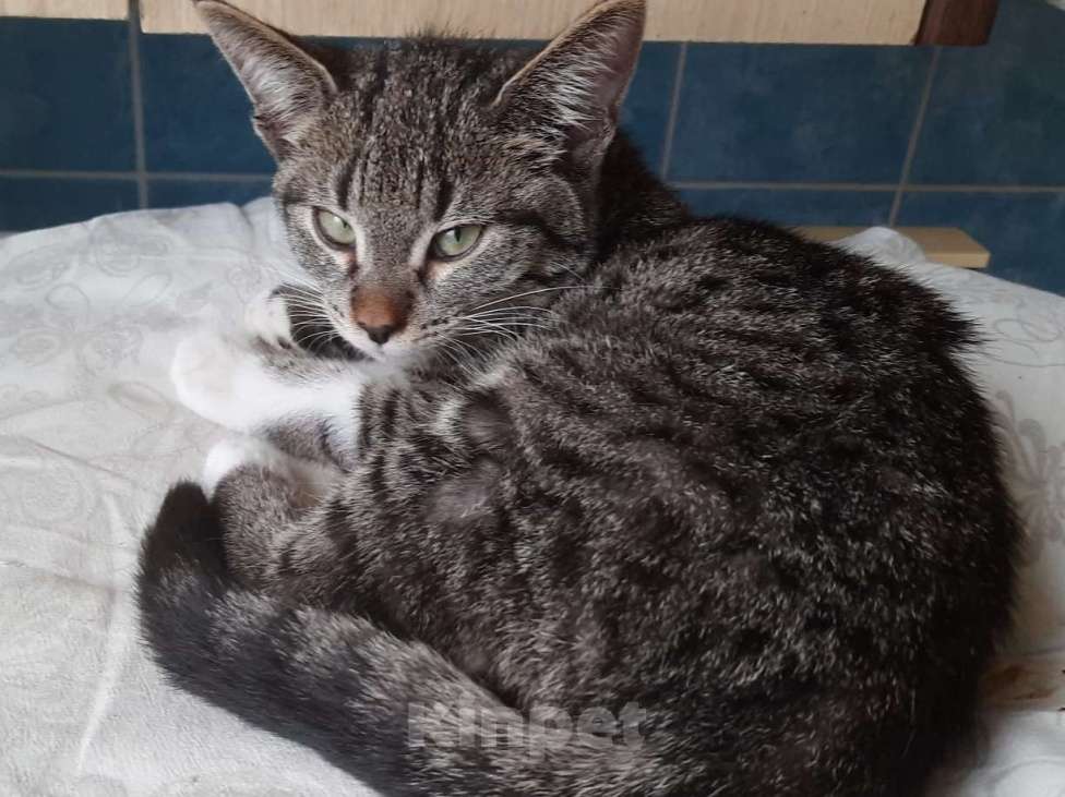 Кошки в Москве: Когда только учишься строить глазки Девочка, Бесплатно - фото 7