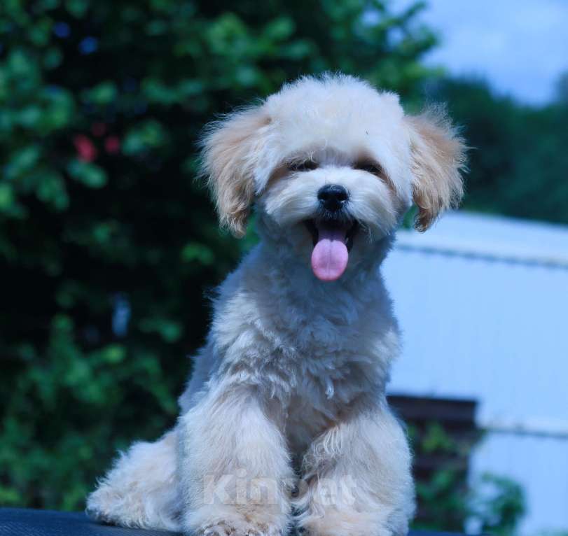 Собаки в Москве: мальтипу Ф1 щенки Мальчик, 70 000 руб. - фото 3