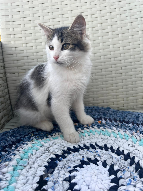 Кошки в Москве: Котик ищет дом Мальчик, Бесплатно - фото 1