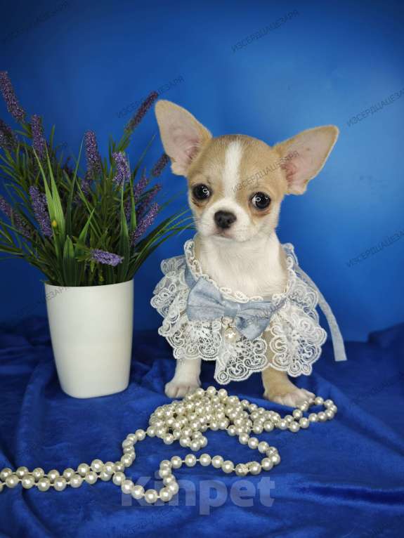 Собаки в Москве: Мальчик спокойного темперамента Мальчик, 25 000 руб. - фото 2