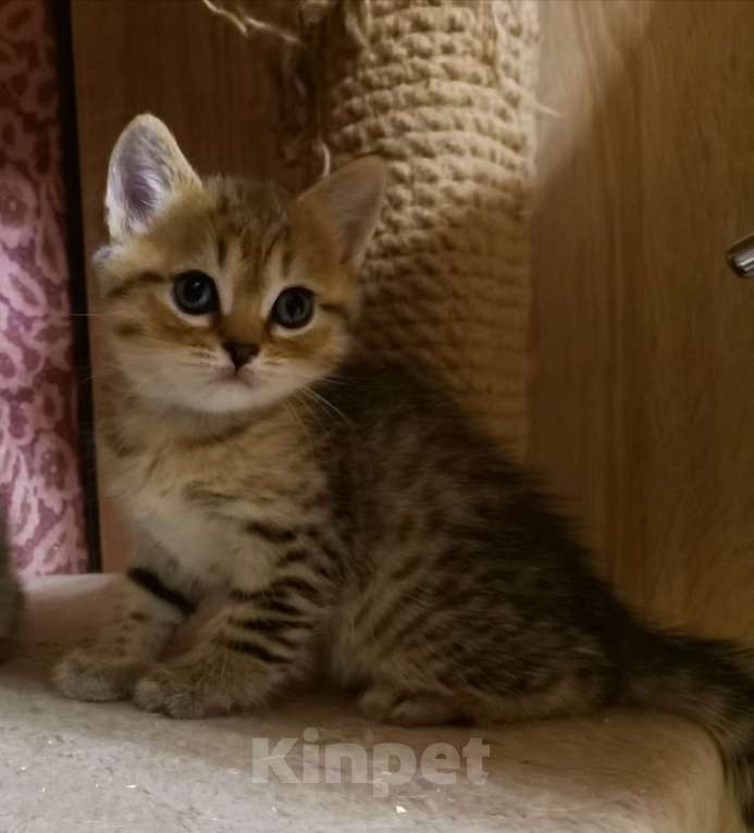 Кошки в Москве: Британские и Шотландские котята  Девочка, 12 000 руб. - фото 6