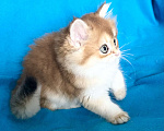 Кошки в Москве: Котики , котята  Мальчик, 30 000 руб. - фото 8