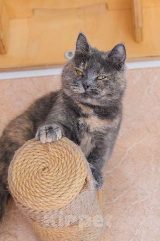 Кошки в Москве: Невероятно плюшевая кошь Девочка, Бесплатно - фото 2