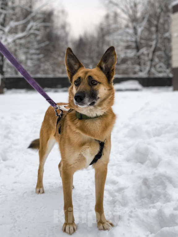 Собаки в Москве: Симба. Не король зверей, а король уюта и верности. Мальчик, Бесплатно - фото 4