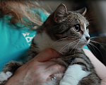 Кошки в Москве: Марси ищет дом  Девочка, Бесплатно - фото 3