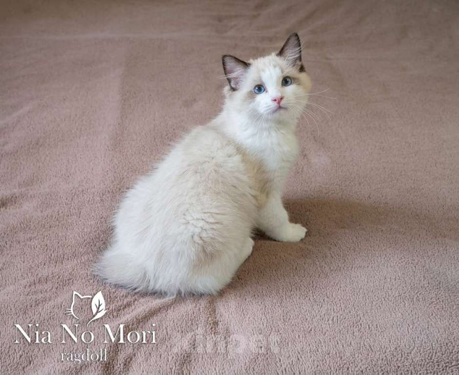 Кошки в Москве: Котёнок породы Рэгдолл - Brain Мальчик, 65 000 руб. - фото 5