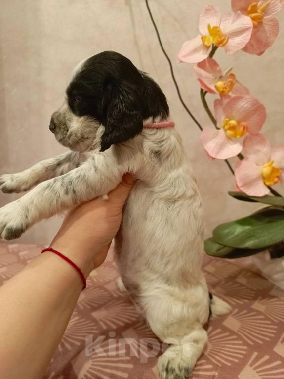 Собаки в Москве: Русский охотничий спаниель, щенок, девочка Девочка, 20 000 руб. - фото 5