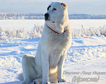 Собаки в Санкт-Петербурге: Щенки Алабая Мальчик, Бесплатно - фото 6