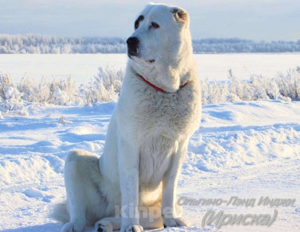 Собаки в Санкт-Петербурге: Щенки Алабая Мальчик, Бесплатно - фото 6