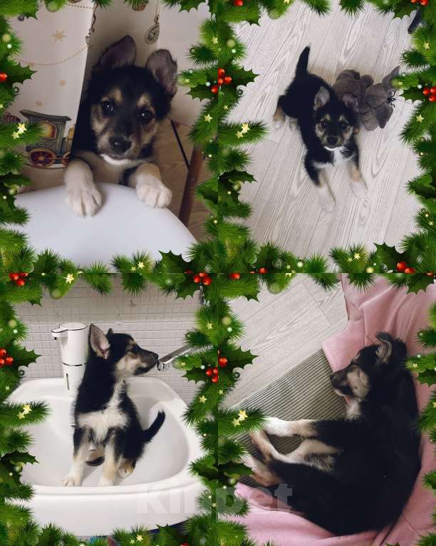 Собаки в Москве: Щенок Шанти умница -красавица 2 мес. Девочка, Бесплатно - фото 3