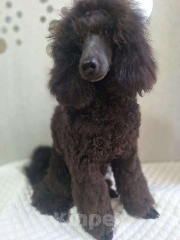 Собаки в Санкт-Петербурге: Пудель средний,щенок Девочка, 110 000 руб. - фото 2