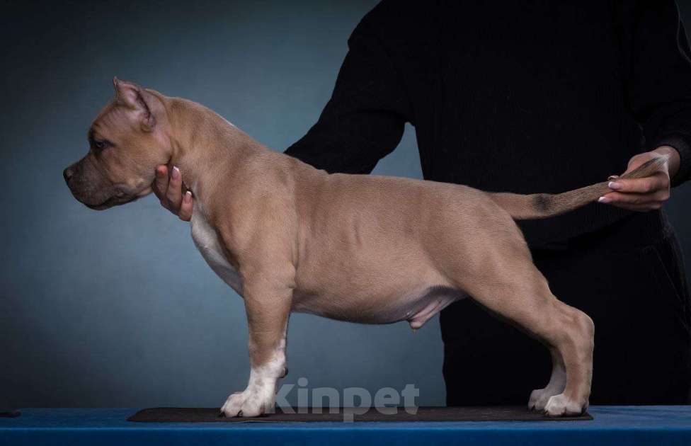 Собаки в Донецке: Бронирование щенков американский булли Мальчик, Бесплатно - фото 3