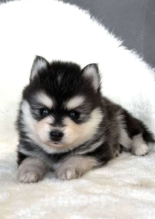 Собаки в Санкт-Петербурге: Мальчик помски Мальчик, 60 000 руб. - фото 5