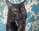 Кошки в Москве: Британский котик Мальчик, 17 000 руб. - фото 4