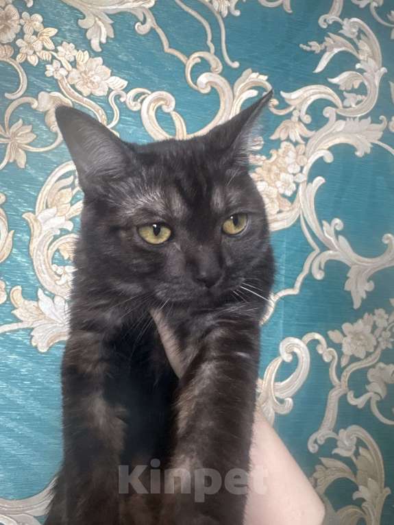 Кошки в Москве: Британский котик Мальчик, 17 000 руб. - фото 4