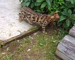 Кошки в Люберцах: Молодой красивый кот на вязку, 5 000 руб. - фото 3