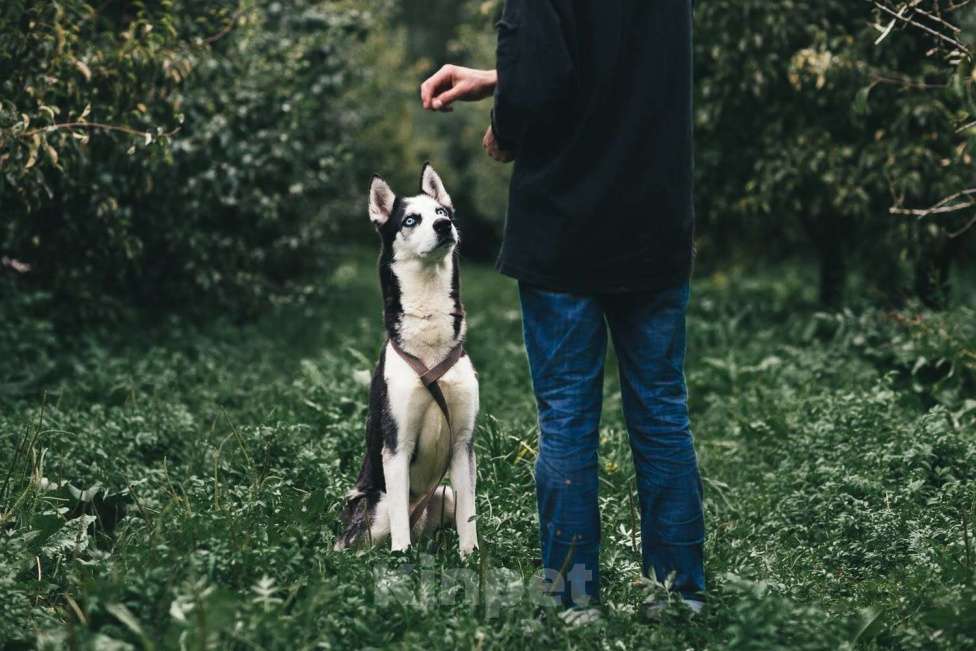 Собаки в Москве: Ламазо Мальчик, Бесплатно - фото 2