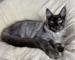 Кошки в Дмитрове: Черный дымчатый мальчик мейн кун Vitas Мальчик, 40 000 руб. - фото 5